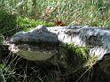 2011-10-02, Pilze (28)